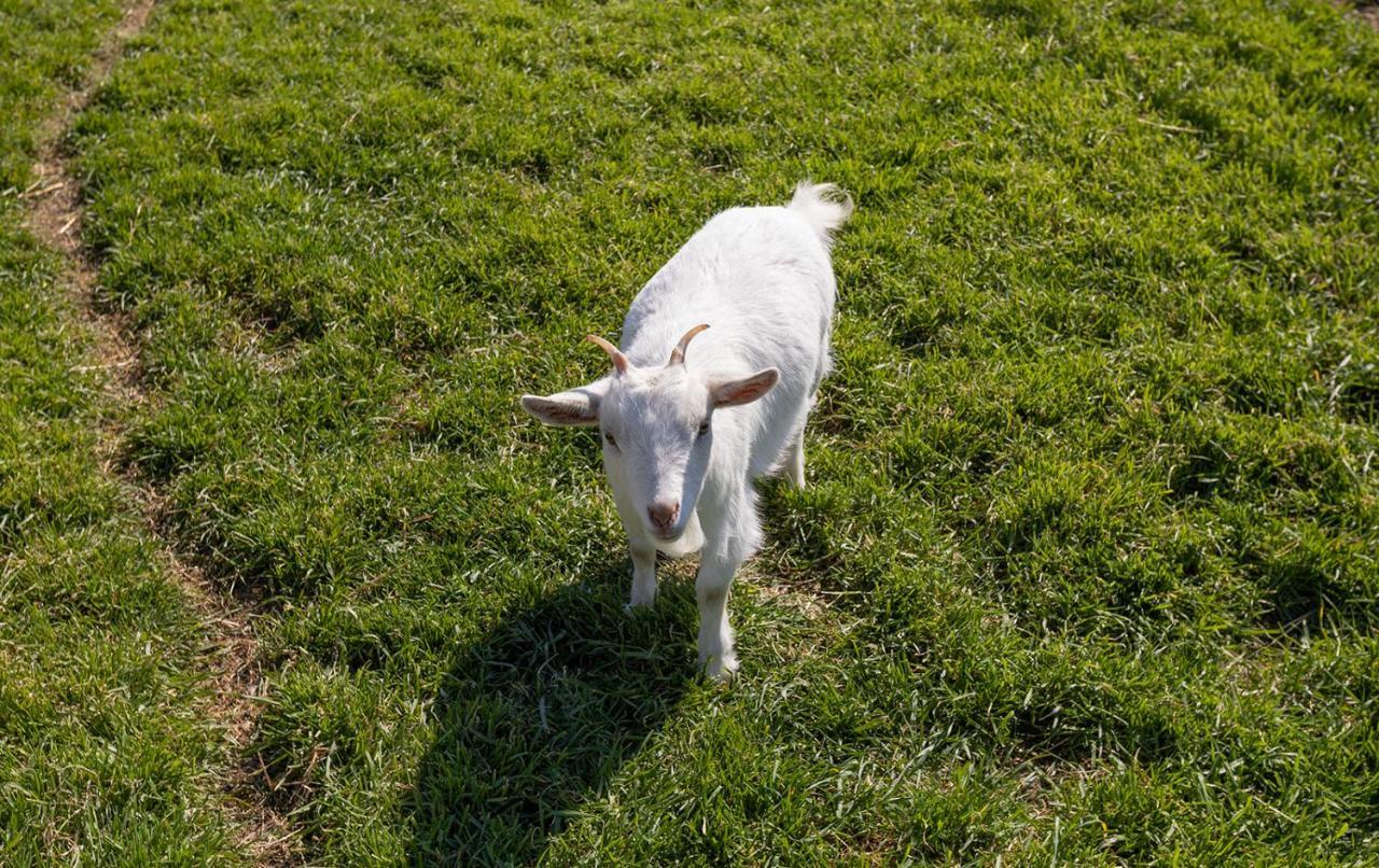 Agriturismo Gli Etruschi Populonia Dış mekan fotoğraf